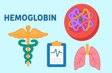 Apa Itu Hemoglobin? Definisi, Diagnostik, dan Norma